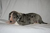 DOGUE ALLEMAND 728